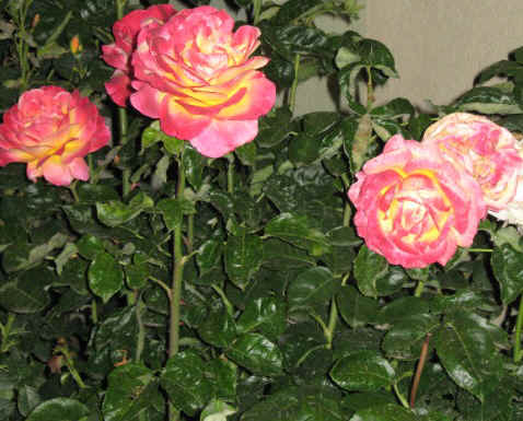 roses.JPG (103191 bytes)